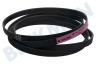 Universell Trockner 1258288222 Poly-V-Riemen 1975H7